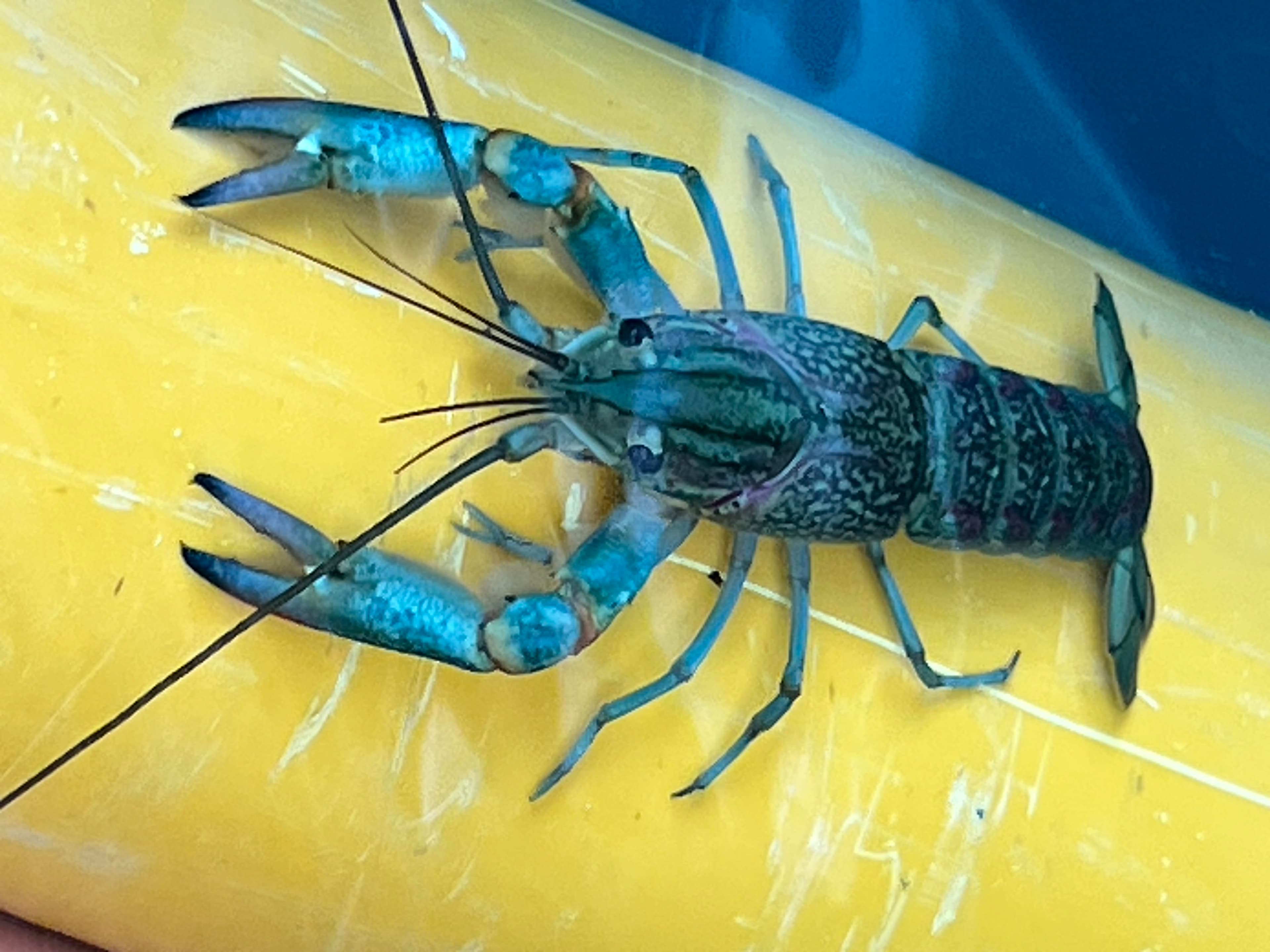 Australian Red Claw crawfish close-up