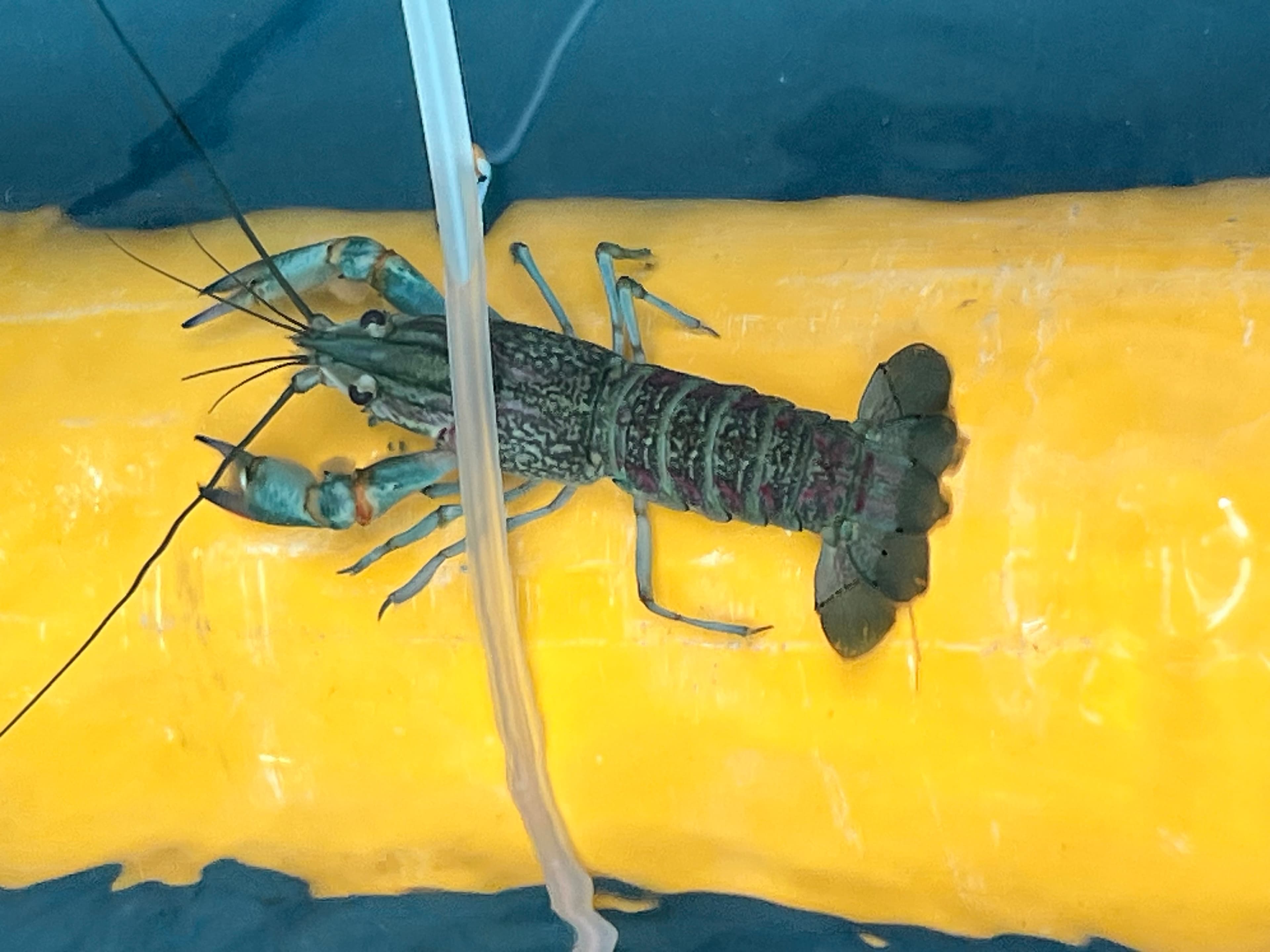 Australian Red Claw crawfish